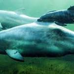 Russians steal even Ukraine's dolphins